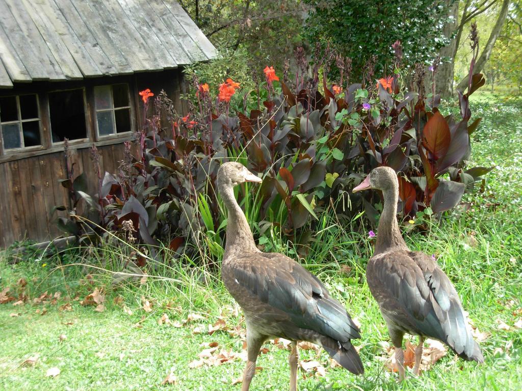 Umzimkulu River Lodge Underberg Exteriör bild